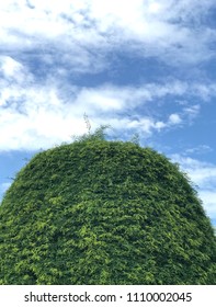 sky and tree