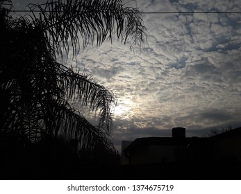 Sky and tree
