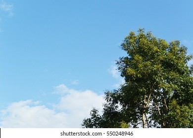 Tree Sky Background Images, Stock Photos & Vectors | Shutterstock