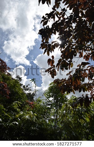 Sky Tree Cloud Nature Background