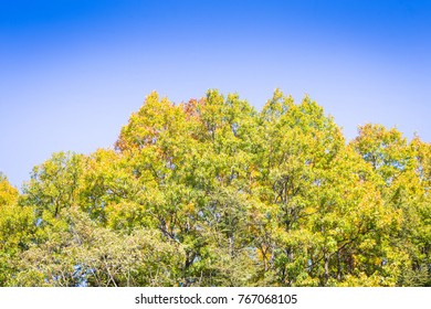 sky, tree, mountain