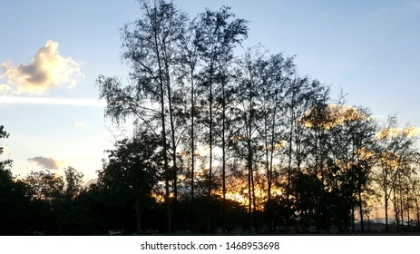 Sky and trees in the evening.
