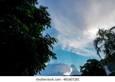 Sky and trees in the evening with a copy space in the middle of the picture.