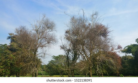 The sky and trees are only branches in spring.