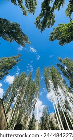 Sky view from bottom of trees