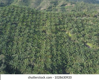 Sky view of oil palm plantation in Sabah,Malaysia.