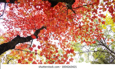 Sky View Through Maple Trees With Red Foliage. Autumn Forest. -  26 September 2020, Montreal, Canada