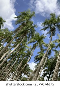 Sky view through the palm trees