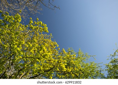 sky view through trees