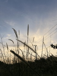 The Sky With The Waving Grass