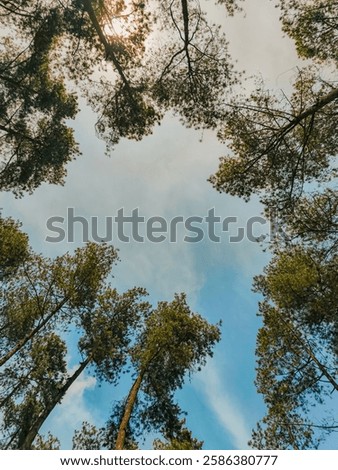 The sky when viewed from the middle of the forest