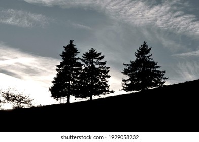 Sky,clouds and trees black and white