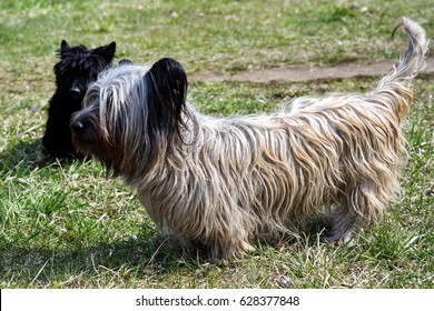 Skye Terrier