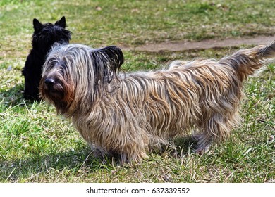 Skye Terrier