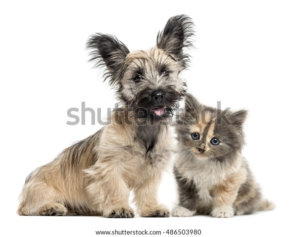 Skye Terrier European Shorthair Kitten Facing Stock Photo Edit