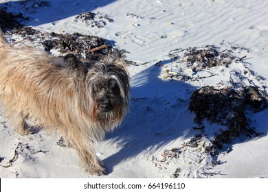 Skye Terrier On The Beach