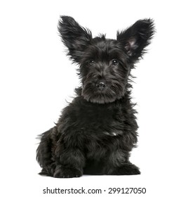 Skye Terrier Images Stock Photos Vectors Shutterstock