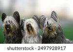 The Skye Terrier is a Scottish dog breed that is a long, low, hardy terrier and "one of the most endangered native dog breeds in the United Kingdom" according to the Kennel Club.