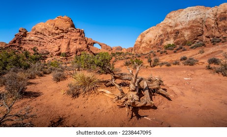 Skyine Arch in the background of the Red Sandstone Rock Formations in Arches National Park in Utah, USA