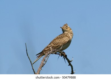  Skylark  Alauda Arvensis