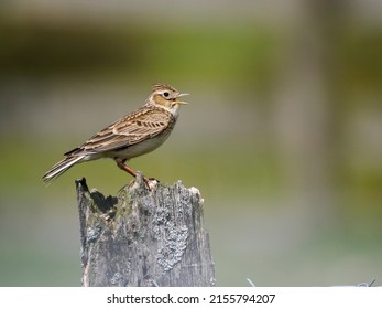 Skylark, Alauda Arvensis, Single Bird On Song Post, Shropshire, May 2022