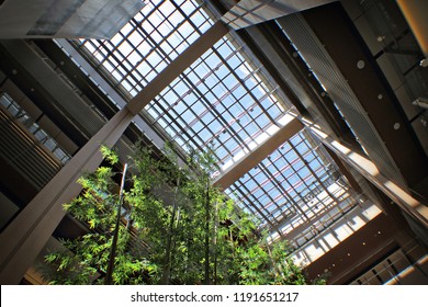 Skylight and trees