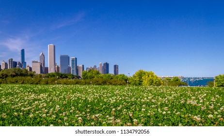 Skyline of Chicago over Field of Flowers