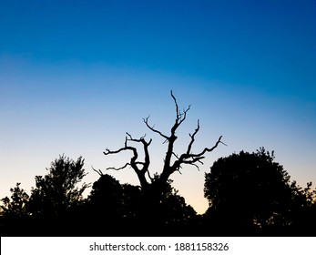 skyline -  Gnarly tree and bushes silhouetted against a clear sunset sky.