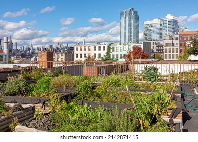 Skyline Of New York In Background With Green Plants And Rooftop Garden In Front In New York