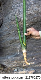 Skyline Spear Sansevieria Snake Plant