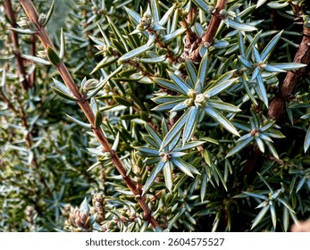Skyrocket Juniper Tree, juniper cones