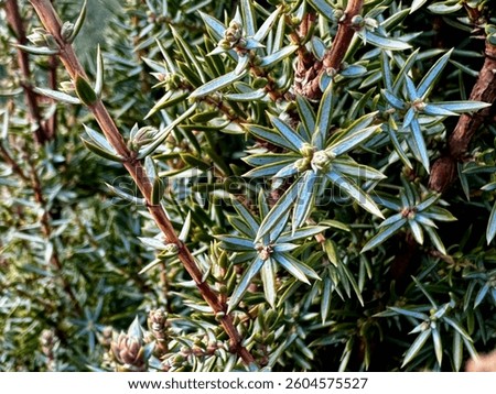 Skyrocket Juniper Tree, juniper cones