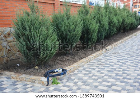 Skyrocket Junipers hedges as house green fence from street side