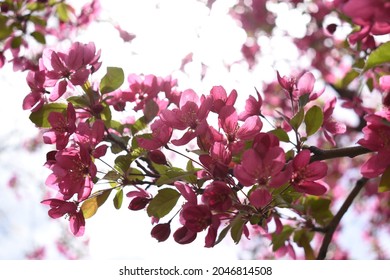 Skyward Backlit Crab Apple Blossom Bundle