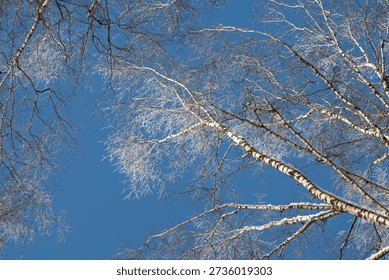 Skyward birch branches, Branches of birch trees reaching toward clear vibrant blue sky, Diagonal perspective showcasing birch twigs and pale bark against bright blue sky