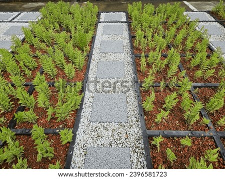 Slabs laid on white gravel chips served as walkway across green roof tray system planters.