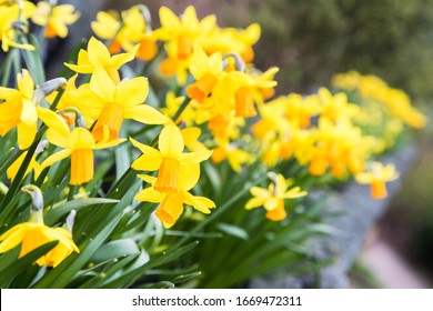 Slanted Image Of Daffodils Out In Flower In The Lake District.