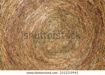Slanted stalks of wheat, tamped in a role. Harvested hay for feeding livestock. Farmer's field with cut grass. Hay for feeding cows and horses.
