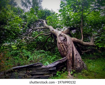 3,973 Slanted Trees Images, Stock Photos & Vectors | Shutterstock