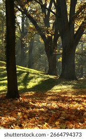 Slanting light rays of the sun in a dark autumn park with old trees, beautiful light.