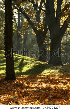 Slanting light rays of the sun in a dark autumn park with old trees, beautiful light.