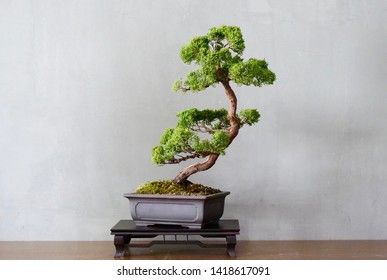 Slanting style of bonsai show