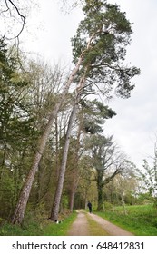 Slanting trees