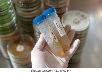 slants with agar for research. Mycology and cultivation of fungi.