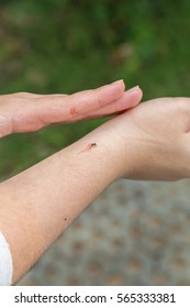 Slap Or Kill The Aedes Mosquito With Hand While Sucking Human Blood. Aedes Is Carrier Of Dengue Fever And Zika Virus.