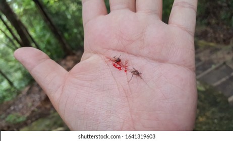 Slap Two Mosquito Death On The Palm Hand. Now Is Mosquito Season. Closeup Shoot.