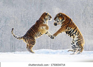 Slapstick tiger in winter forest