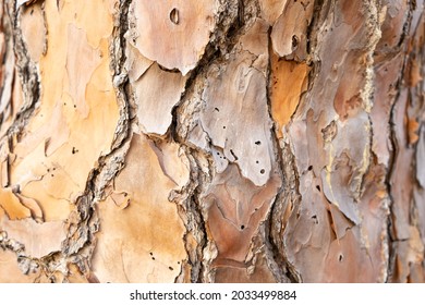 Slash Pine Bark Close Up