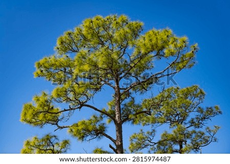 Slash pine tree in forest. Needle coniferous tree. Pine needle slash tree in nature. Green fir slash pine. Pine with needle.