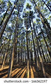 Slash Pine Trees In Forest